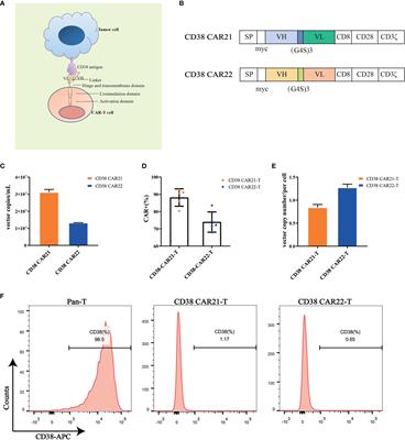 Characterization of the Therapeutic Effects of Novel Chimeric Antigen Receptor T Cells Targeting CD38 on Multiple Myeloma